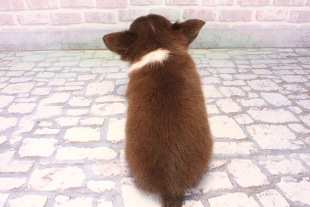 大阪府のチワワ(ロング) (Coo&RIKU天王寺店/2025年10月14日生まれ/男の子/チョコレートタンホワイト)の子犬の4枚目の画像