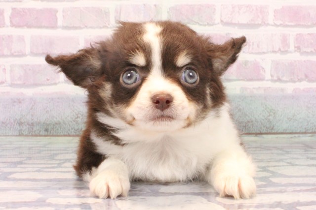 大阪府のチワワ(ロング) (Coo&RIKU松原店/2025年10月14日生まれ/男の子/チョコレートタンホワイト)の子犬の1枚目の画像