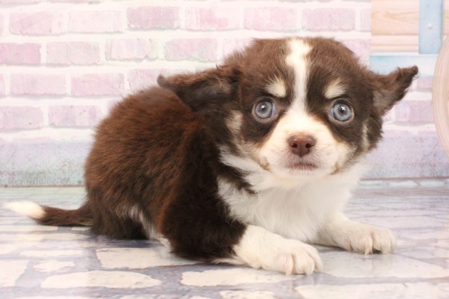 大阪府のチワワ(ロング) (Coo&RIKU松原店/2025年10月14日生まれ/男の子/チョコレートタンホワイト)の子犬の2枚目の画像