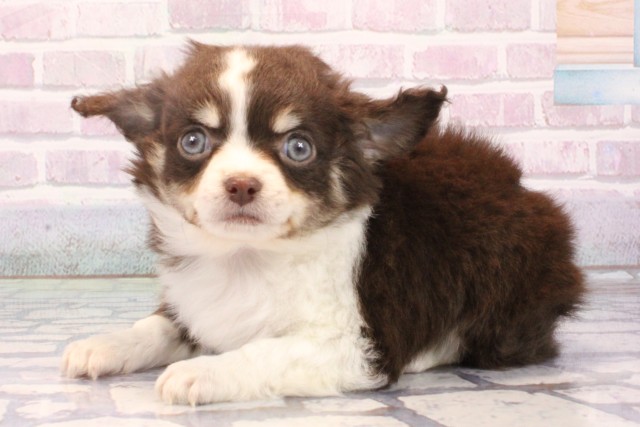 大阪府のチワワ(ロング) (Coo&RIKU松原店/2025年10月14日生まれ/男の子/チョコレートタンホワイト)の子犬の3枚目の画像