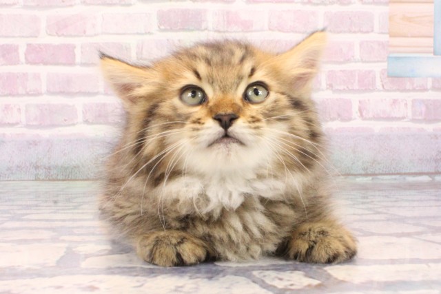 大阪府のラガマフィン (Coo&RIKU東大阪店/2025年10月10日生まれ/男の子/ブラウンマッカレルタビー)の子猫の1枚目の画像