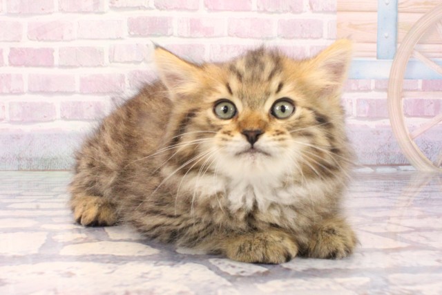 大阪府のラガマフィン (Coo&RIKU東大阪店/2025年10月10日生まれ/男の子/ブラウンマッカレルタビー)の子猫の2枚目の画像