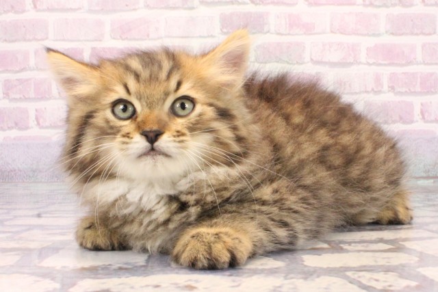 大阪府のラガマフィン (Coo&RIKU東大阪店/2025年10月10日生まれ/男の子/ブラウンマッカレルタビー)の子猫の3枚目の画像