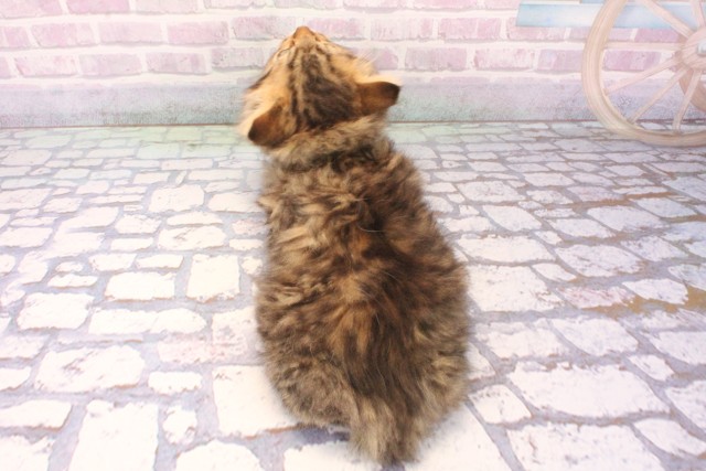 大阪府のラガマフィン (Coo&RIKU東大阪店/2025年10月10日生まれ/男の子/ブラウンマッカレルタビー)の子猫の4枚目の画像