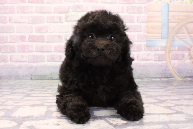 兵庫県のトイプードル(トイ) (Coo&RIKU姫路店/2025年10月14日生まれ/男の子/ブラック)の子犬