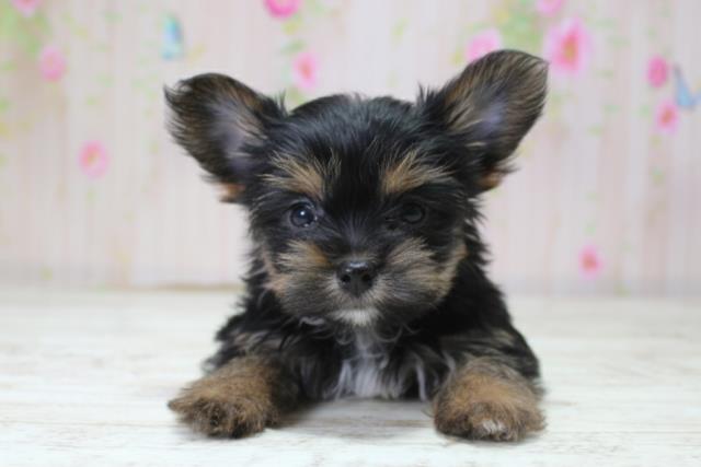 北海道のヨーチー/チワキー/チワヨーキー(ヨークシャーテリア×チワワ) (Coo&RIKU釧路店/2025年10月14日生まれ/女の子/ブラックタン)の子犬の1枚目の画像