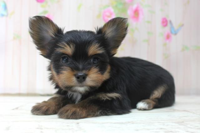 北海道のヨーチー/チワキー/チワヨーキー(ヨークシャーテリア×チワワ) (Coo&RIKU釧路店/2025年10月14日生まれ/女の子/ブラックタン)の子犬の2枚目の画像