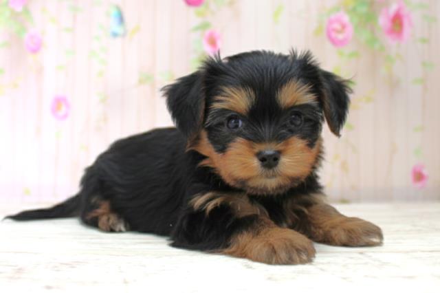 北海道のヨーチー/チワキー/チワヨーキー(ヨークシャーテリア×チワワ) (Coo&RIKU釧路店/2025年10月14日生まれ/女の子/ブラックタン)の子犬の3枚目の画像