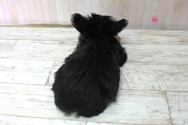 北海道のヨーチー/チワキー/チワヨーキー(ヨークシャーテリア×チワワ) (Coo&RIKU釧路店/2025年10月14日生まれ/女の子/ブラックタン)の子犬の4枚目の画像