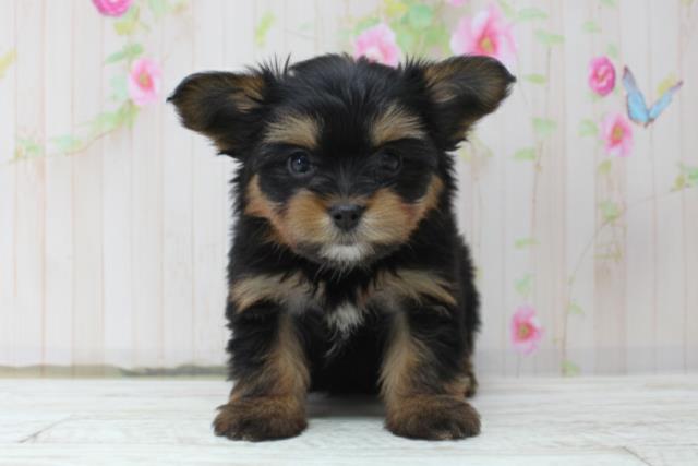 北海道のヨーチー/チワキー/チワヨーキー(ヨークシャーテリア×チワワ) (Coo&RIKU札幌西店/2025年10月14日生まれ/女の子/ブラックタン)の子犬の1枚目の画像