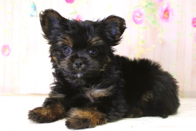 北海道のヨーチー/チワキー/チワヨーキー(ヨークシャーテリア×チワワ) (Coo&RIKU札幌西店/2025年10月14日生まれ/女の子/ブラックタン)の子犬の2枚目の画像