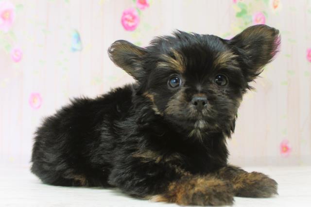 北海道のヨーチー/チワキー/チワヨーキー(ヨークシャーテリア×チワワ) (Coo&RIKU札幌西店/2025年10月14日生まれ/女の子/ブラックタン)の子犬の3枚目の画像