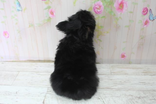 北海道のヨーチー/チワキー/チワヨーキー(ヨークシャーテリア×チワワ) (Coo&RIKU札幌西店/2025年10月14日生まれ/女の子/ブラックタン)の子犬の4枚目の画像