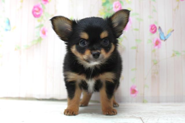 北海道のヨーチー/チワキー/チワヨーキー(ヨークシャーテリア×チワワ) (Coo&RIKU函館店/2025年10月14日生まれ/女の子/ブラックタン)の子犬の1枚目の画像