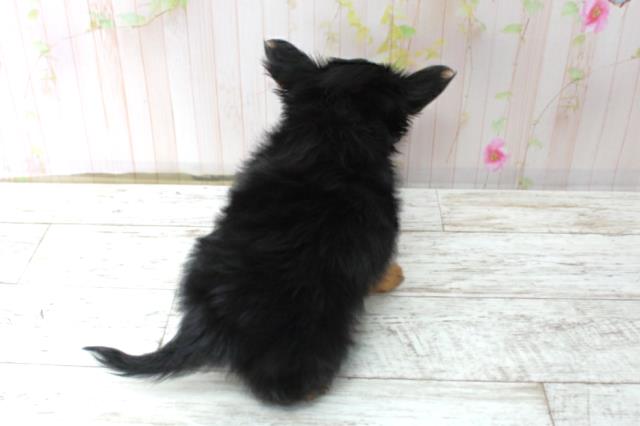 北海道のヨーチー/チワキー/チワヨーキー(ヨークシャーテリア×チワワ) (Coo&RIKU函館店/2025年10月14日生まれ/女の子/ブラックタン)の子犬の4枚目の画像