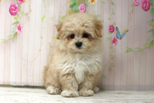 北海道のマルプー(マルチーズ×プードル) (Coo&RIKU旭川店/2025年10月17日生まれ/男の子/アプリコット)の子犬の1枚目の画像