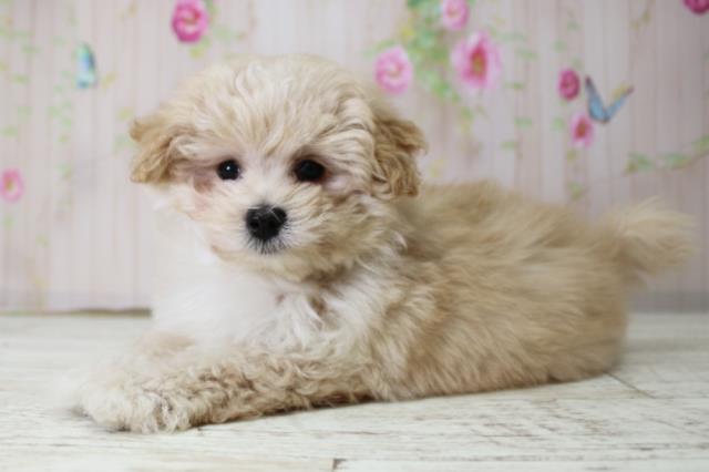 北海道のマルプー(マルチーズ×プードル) (Coo&RIKU旭川店/2025年10月17日生まれ/男の子/アプリコット)の子犬の2枚目の画像