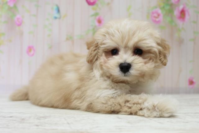 北海道のマルプー(マルチーズ×プードル) (Coo&RIKU旭川店/2025年10月17日生まれ/男の子/アプリコット)の子犬の3枚目の画像