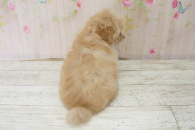 北海道のマルプー(マルチーズ×プードル) (Coo&RIKU旭川店/2025年10月17日生まれ/男の子/アプリコット)の子犬の4枚目の画像