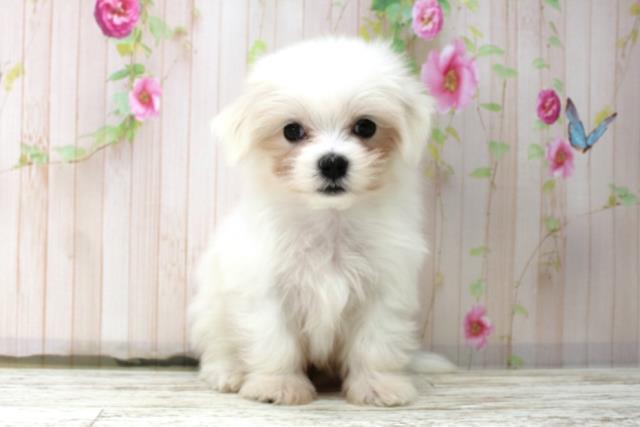 新潟県のマルチーズ (Coo&RIKU上越店/2025年10月15日生まれ/男の子/ホワイト)の子犬の1枚目の画像