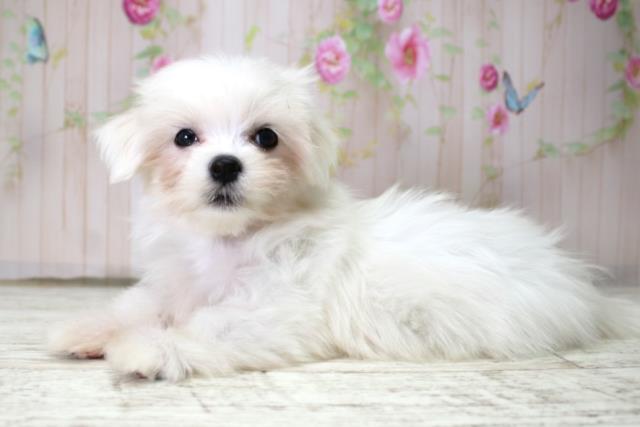 新潟県のマルチーズ (Coo&RIKU上越店/2025年10月15日生まれ/男の子/ホワイト)の子犬の2枚目の画像