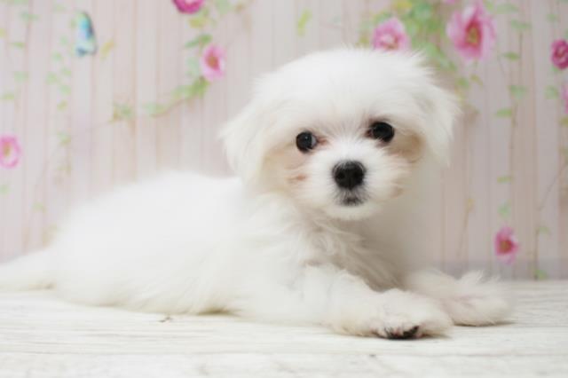 新潟県のマルチーズ (Coo&RIKU上越店/2025年10月15日生まれ/男の子/ホワイト)の子犬の3枚目の画像