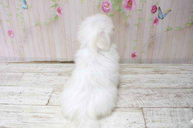新潟県のマルチーズ (Coo&RIKU上越店/2025年10月15日生まれ/男の子/ホワイト)の子犬の4枚目の画像