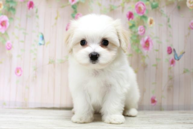 新潟県のマルチーズ (Coo&RIKUイオンモール新発田店/2025年10月15日生まれ/女の子/ホワイト)の子犬の1枚目の画像