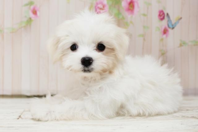 新潟県のマルチーズ (Coo&RIKUイオンモール新発田店/2025年10月15日生まれ/女の子/ホワイト)の子犬の2枚目の画像