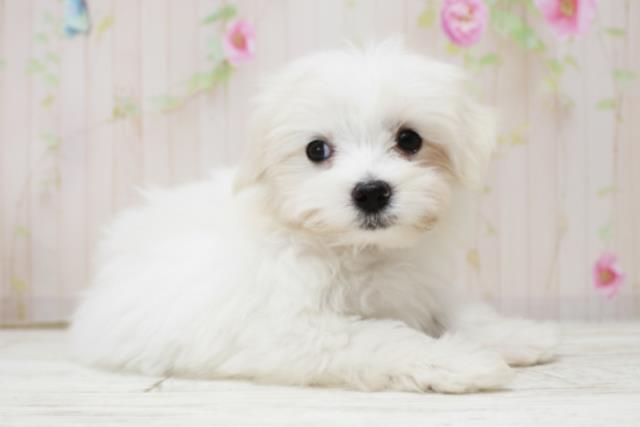 新潟県のマルチーズ (Coo&RIKUイオンモール新発田店/2025年10月15日生まれ/女の子/ホワイト)の子犬の3枚目の画像