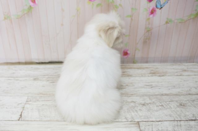 新潟県のマルチーズ (Coo&RIKUイオンモール新発田店/2025年10月15日生まれ/女の子/ホワイト)の子犬の4枚目の画像