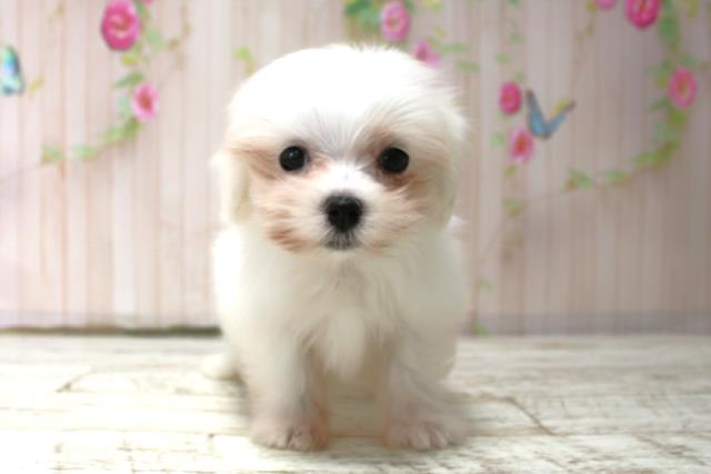 群馬県のマルチーズ (Coo&RIKU前橋店/2025年10月15日生まれ/女の子/ホワイト)の子犬の1枚目の画像