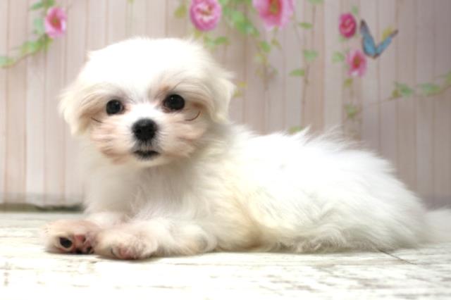 群馬県のマルチーズ (Coo&RIKU前橋店/2025年10月15日生まれ/女の子/ホワイト)の子犬の2枚目の画像