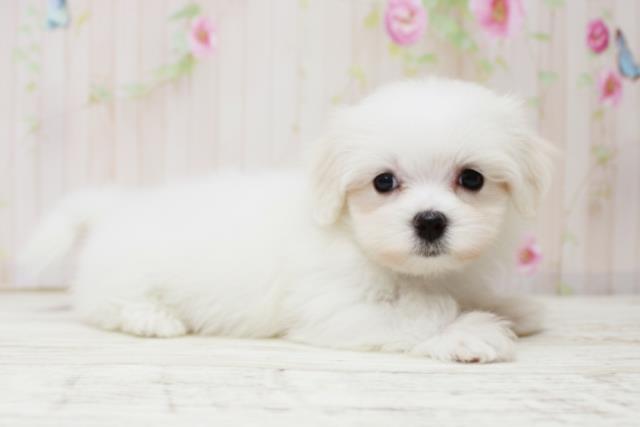 群馬県のマルチーズ (Coo&RIKU前橋店/2025年10月15日生まれ/女の子/ホワイト)の子犬の3枚目の画像