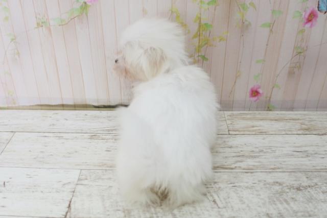 群馬県のマルチーズ (Coo&RIKU前橋店/2025年10月15日生まれ/女の子/ホワイト)の子犬の4枚目の画像