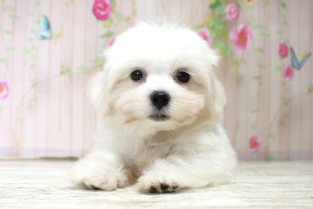 茨城県のマルチーズ (Coo&RIKU水戸店/2025年10月15日生まれ/女の子/ホワイト)の子犬の1枚目の画像