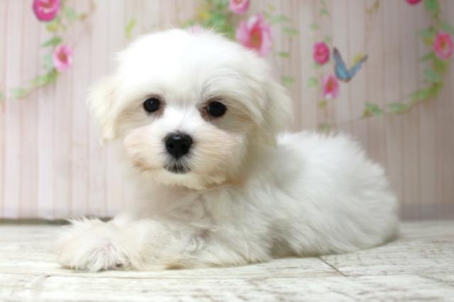 茨城県のマルチーズ (Coo&RIKU水戸店/2025年10月15日生まれ/女の子/ホワイト)の子犬の2枚目の画像