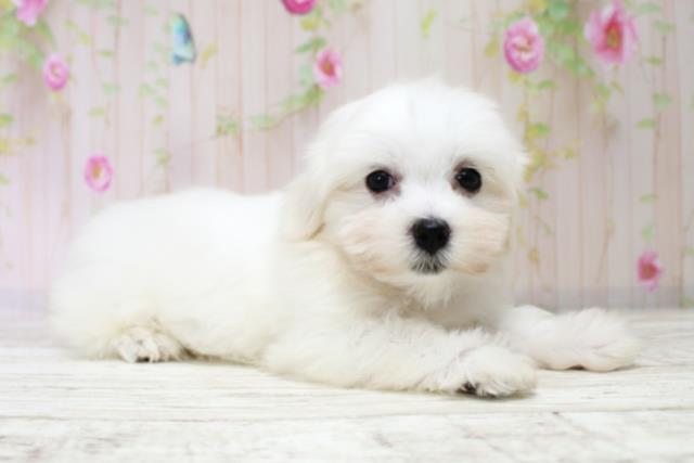 茨城県のマルチーズ (Coo&RIKU水戸店/2025年10月15日生まれ/女の子/ホワイト)の子犬の3枚目の画像