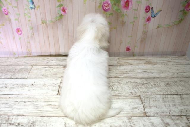 茨城県のマルチーズ (Coo&RIKU水戸店/2025年10月15日生まれ/女の子/ホワイト)の子犬の4枚目の画像