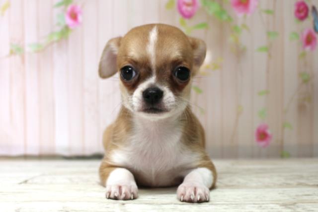 新潟県のチワワ(スムース) (Coo&RIKU新潟東店/2025年10月17日生まれ/男の子/フォーンホワイト)の子犬の1枚目の画像