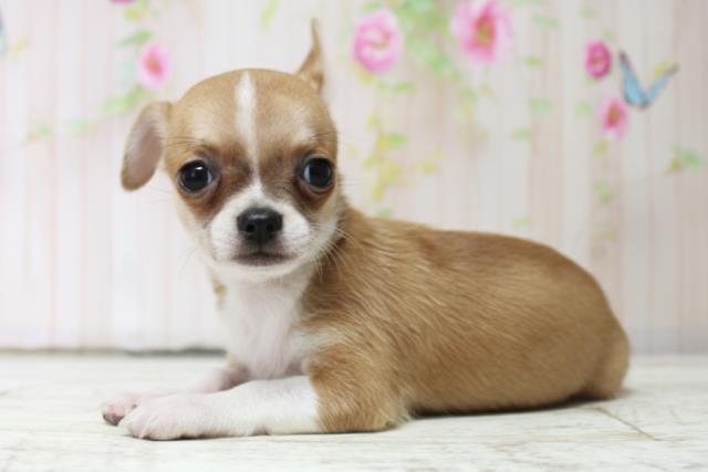 新潟県のチワワ(スムース) (Coo&RIKU新潟東店/2025年10月17日生まれ/男の子/フォーンホワイト)の子犬の2枚目の画像