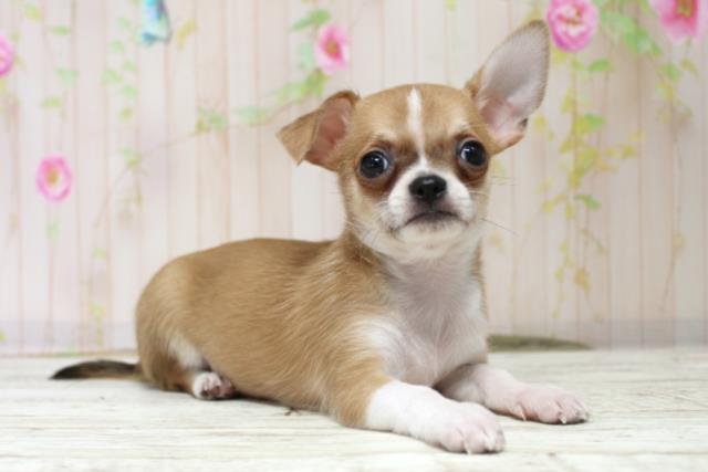 新潟県のチワワ(スムース) (Coo&RIKU新潟東店/2025年10月17日生まれ/男の子/フォーンホワイト)の子犬の3枚目の画像