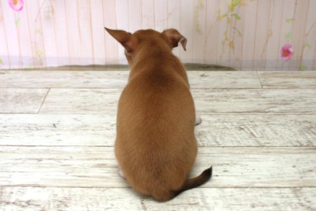 新潟県のチワワ(スムース) (Coo&RIKU新潟東店/2025年10月17日生まれ/男の子/フォーンホワイト)の子犬の4枚目の画像