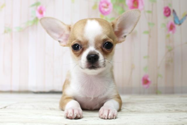 新潟県のチワワ(スムース) (Coo&RIKUイオンモール新発田店/2025年10月17日生まれ/女の子/フォーンホワイト)の子犬の1枚目の画像