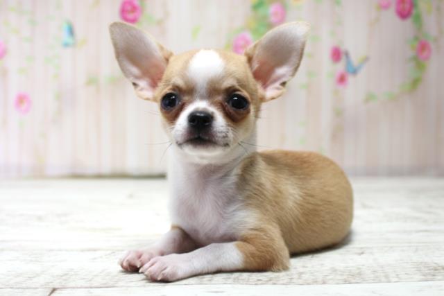 新潟県のチワワ(スムース) (Coo&RIKUイオンモール新発田店/2025年10月17日生まれ/女の子/フォーンホワイト)の子犬の2枚目の画像