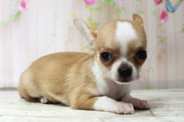 新潟県のチワワ(スムース) (Coo&RIKUイオンモール新発田店/2025年10月17日生まれ/女の子/フォーンホワイト)の子犬の3枚目の画像