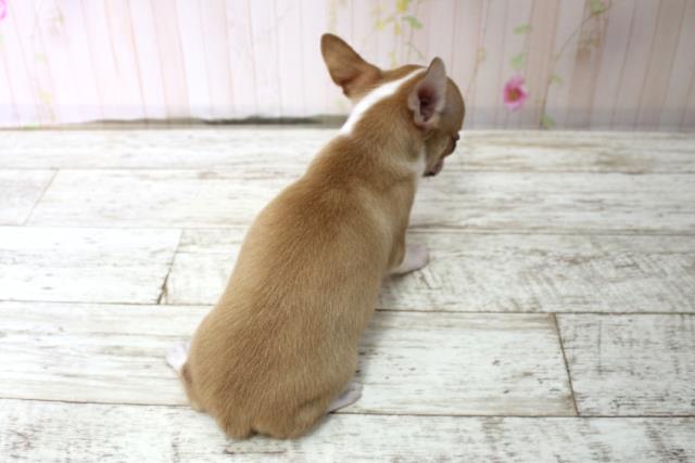 新潟県のチワワ(スムース) (Coo&RIKUイオンモール新発田店/2025年10月17日生まれ/女の子/フォーンホワイト)の子犬の4枚目の画像