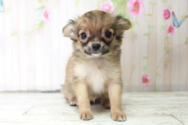 新潟県のチワワ(ロング) (Coo&RIKUイオンモール新発田店/2025年10月14日生まれ/女の子/レッド)の子犬の1枚目の画像