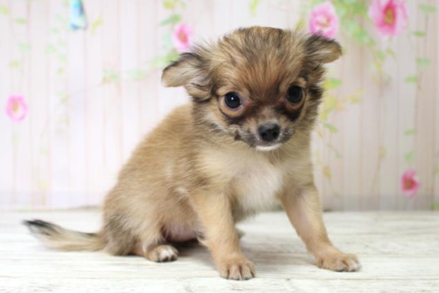 新潟県のチワワ(ロング) (Coo&RIKUイオンモール新発田店/2025年10月14日生まれ/女の子/レッド)の子犬の3枚目の画像