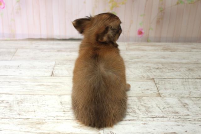 新潟県のチワワ(ロング) (Coo&RIKUイオンモール新発田店/2025年10月14日生まれ/女の子/レッド)の子犬の4枚目の画像